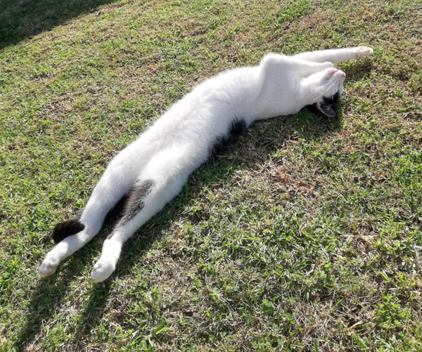 cat sunbathing