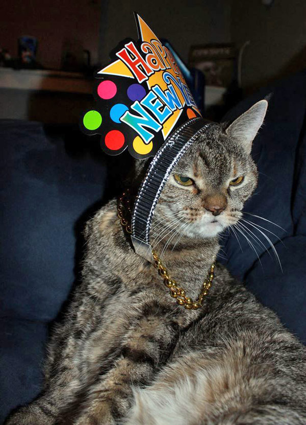 new years cat