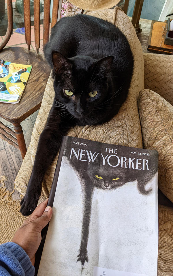 new  yorker cat