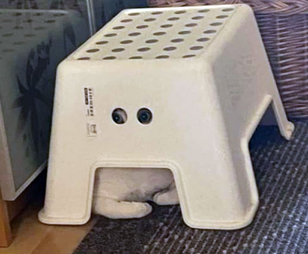 cat under step stool