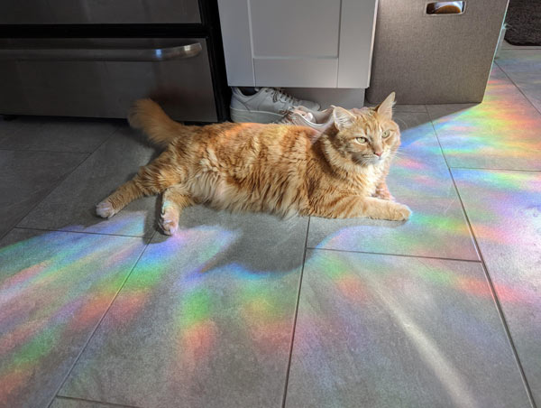 rainbow cat