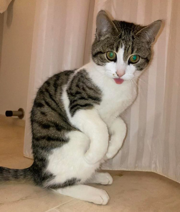 dinosaur cat 