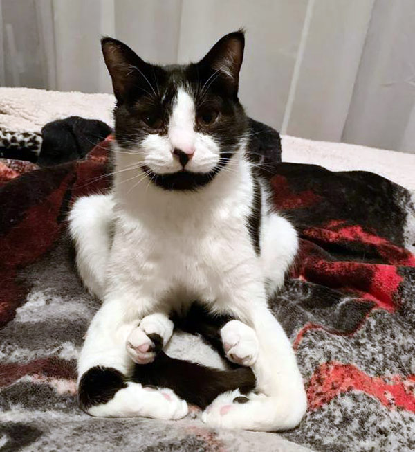 cat with too many paws