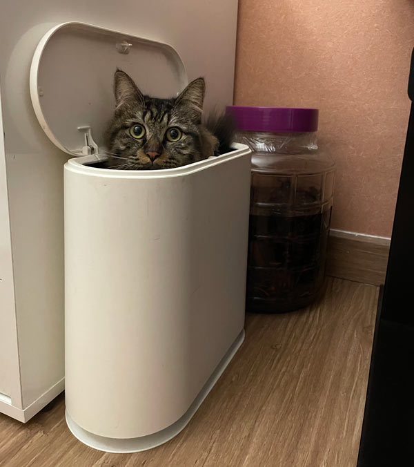 cat in trash can