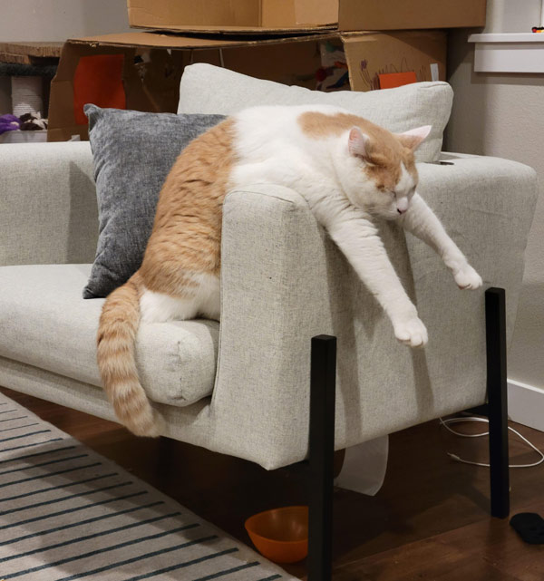 yellow cat asleep in basket