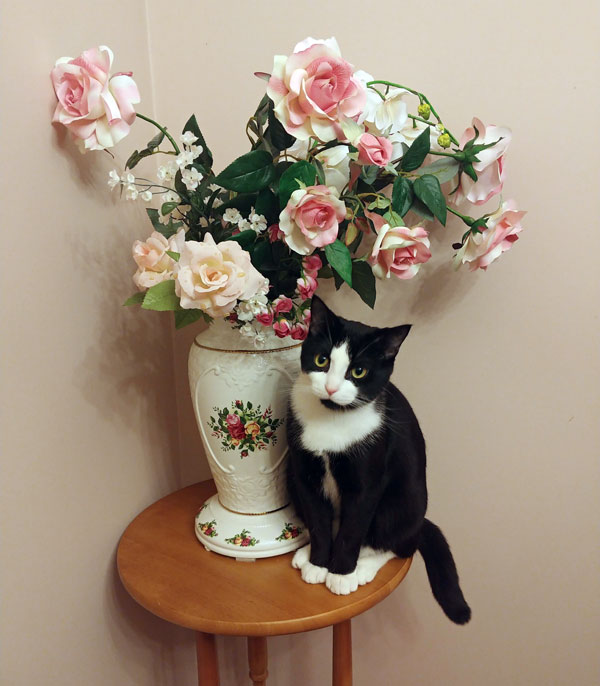 tuxedo cat and roses