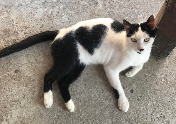 cat with heart in fur