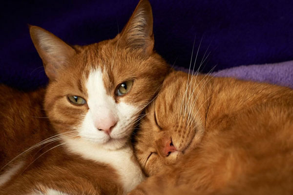 two cats with their heads together.