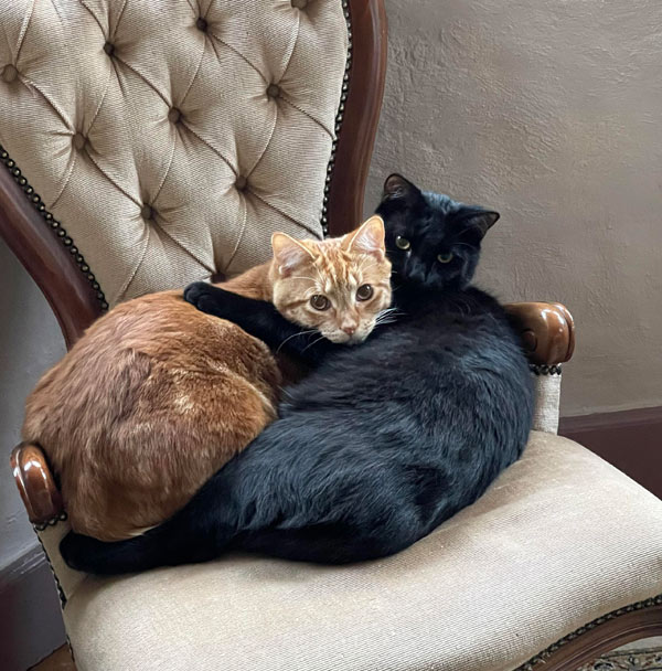 two cats hugging