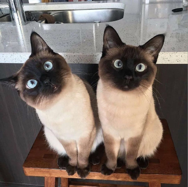 two siamese cats