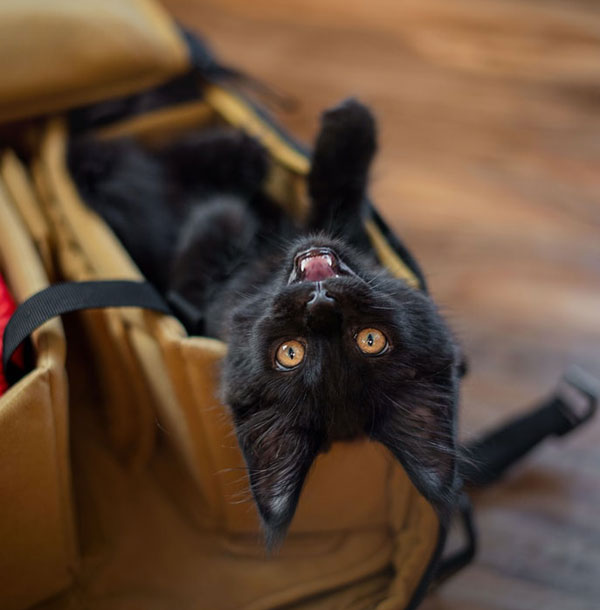 upside down black kitten
