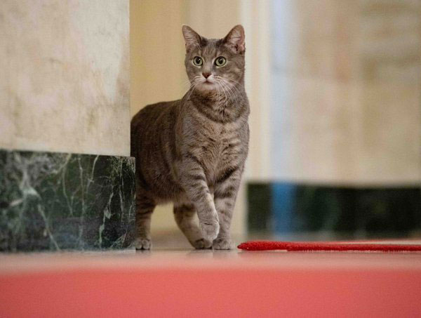 willow the white house cat