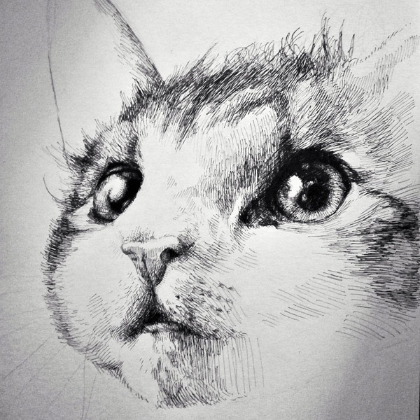 pen and ink cat art