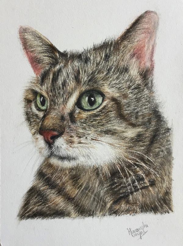 color pencil cat art