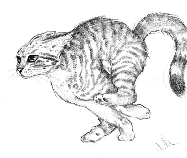 running cat pencil art