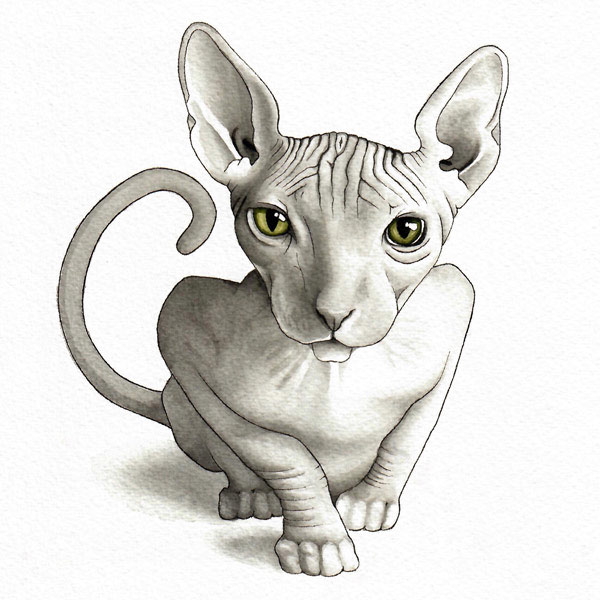 sphinx cat art