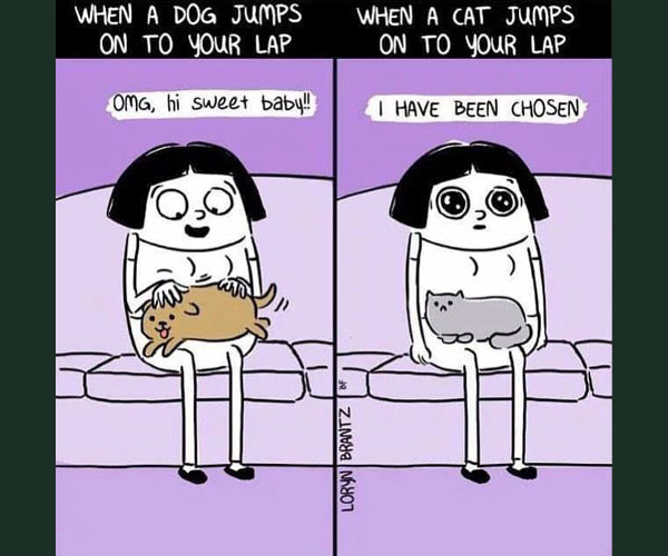 chosen by cat comic