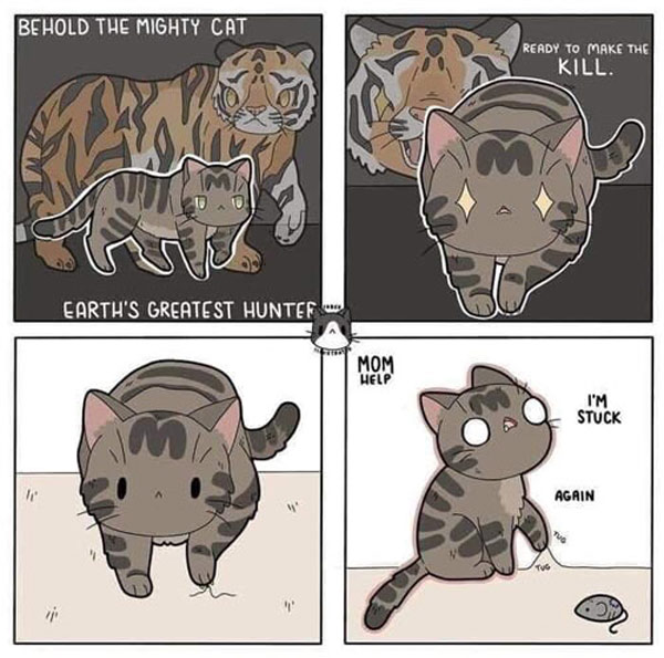 stuck cat comic