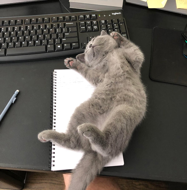 kitten asleep on keyboard