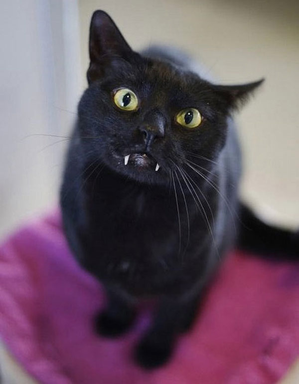 black vampire cat