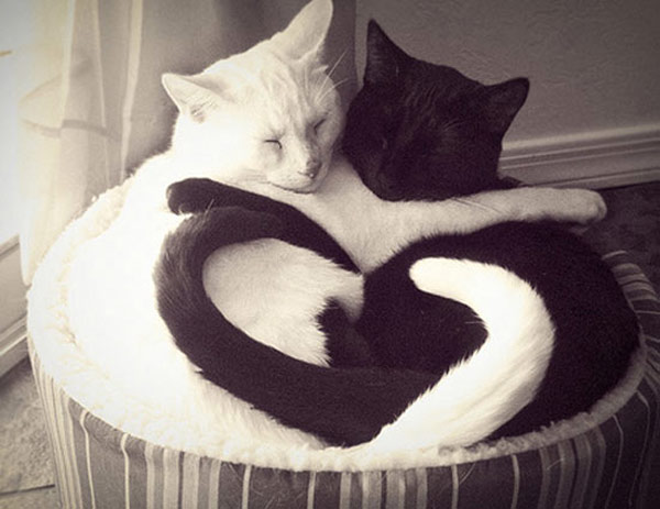 black and white cat in basket