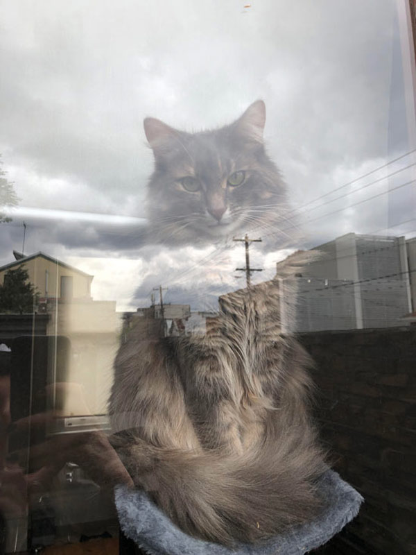 cat and clouds