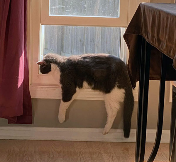 cat alseep on windowsill