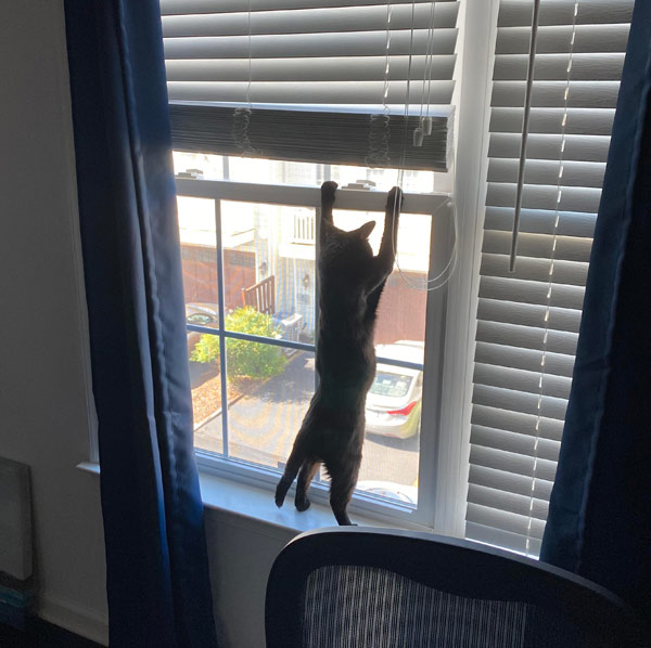 cat at the window