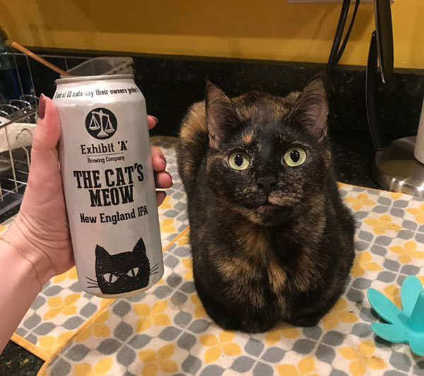 cat beer