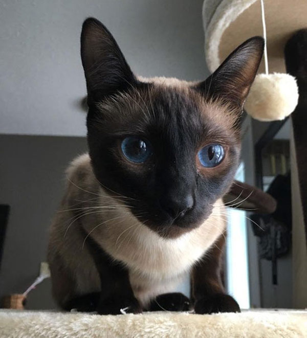 cat with blue eyes