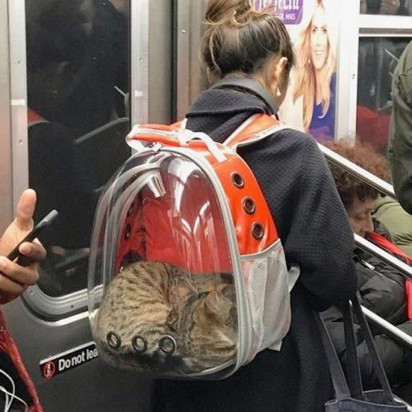 cat in a bag