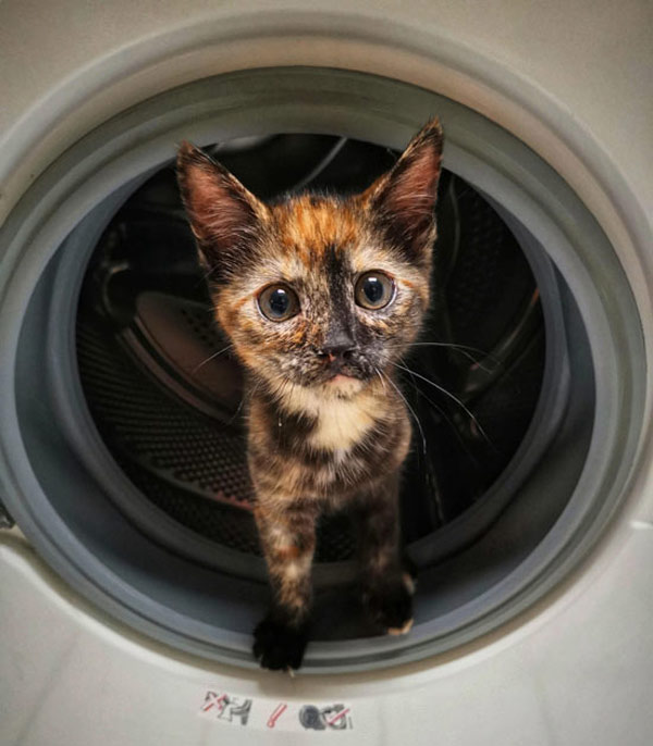 cat in dryer