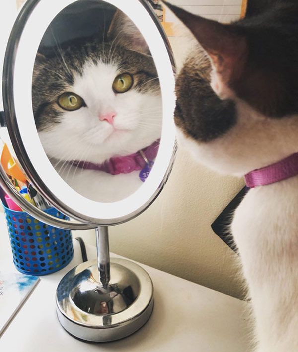 cat looking in mirror