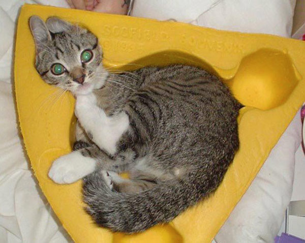 cat in molded box