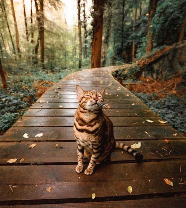 cat in the woods