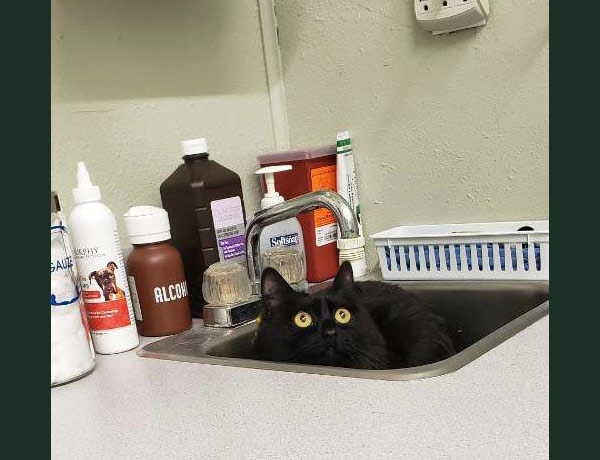 cat in vet sink