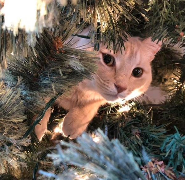 cat in xmas tree