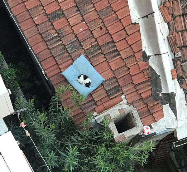 cat on pillow on tile roof