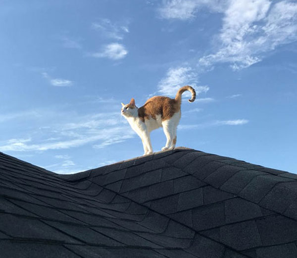 cat on rooftop