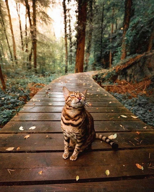 cat in the woods