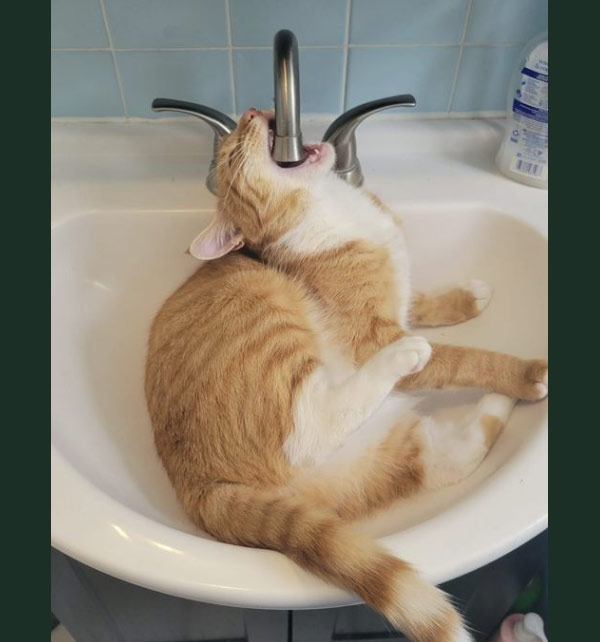 cat biting sink faucet