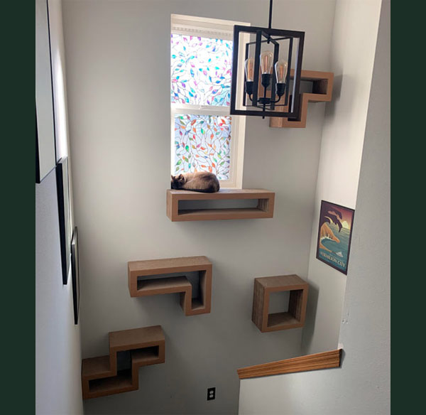 cat sleeping on shelves