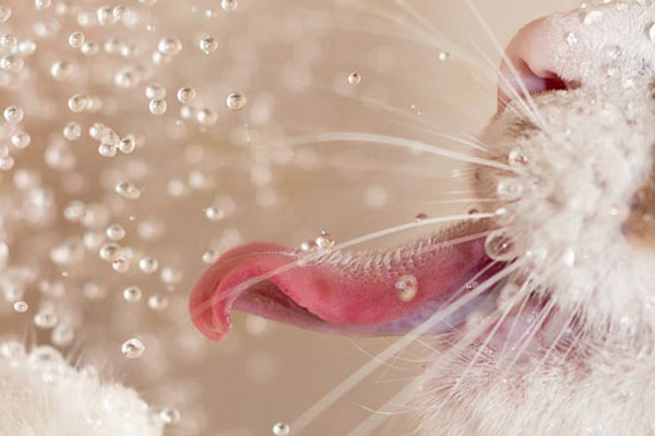 water drops on cat tongue