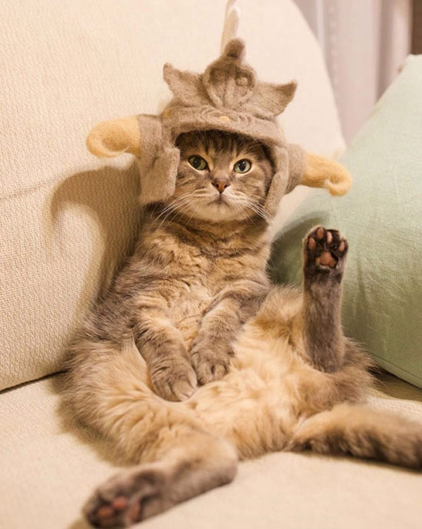 cat with hat