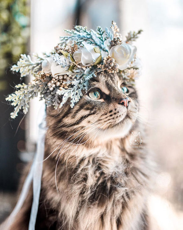 cat with flowers in her hair.