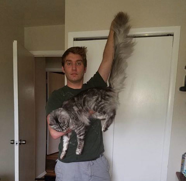 cat with very very long tail