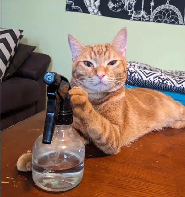 cat with water bottle