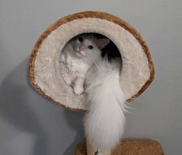 white cat in catbed