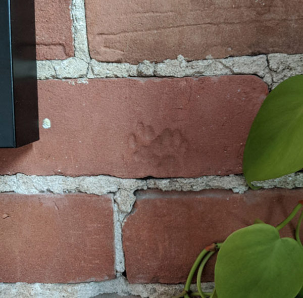 cat paw in brick