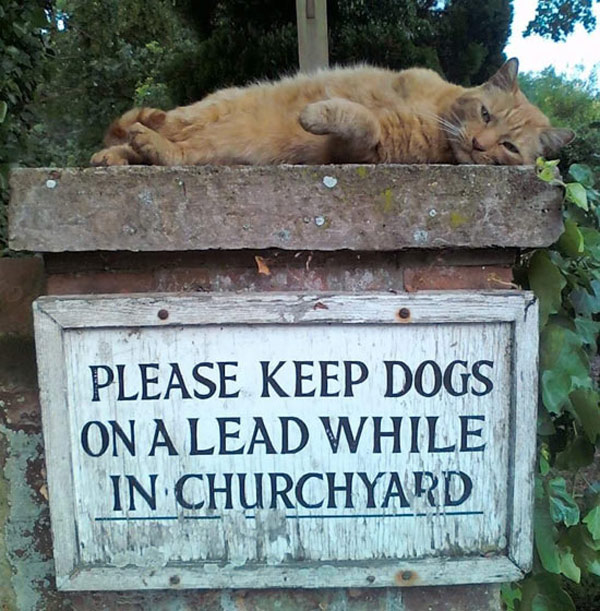 cemetary cat